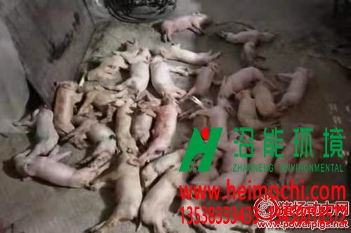 新大畜牧豬場里的死豬_副本