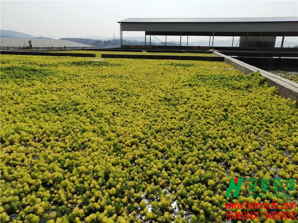 養(yǎng)豬場變成“濕地公園”！這種處理糞污新模式受石屏養(yǎng)殖戶點(diǎn)贊！